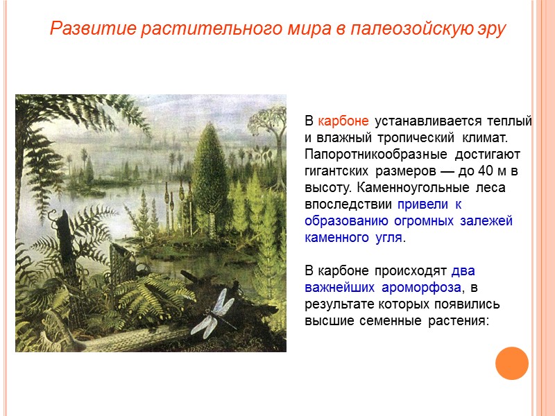 В карбоне устанавливается теплый и влажный тропический климат. Папоротникообразные достигают гигантских размеров — до